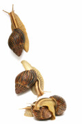Cochlitoma varicosa F2 Gonubia, South Africa, semiadult, 5 cm